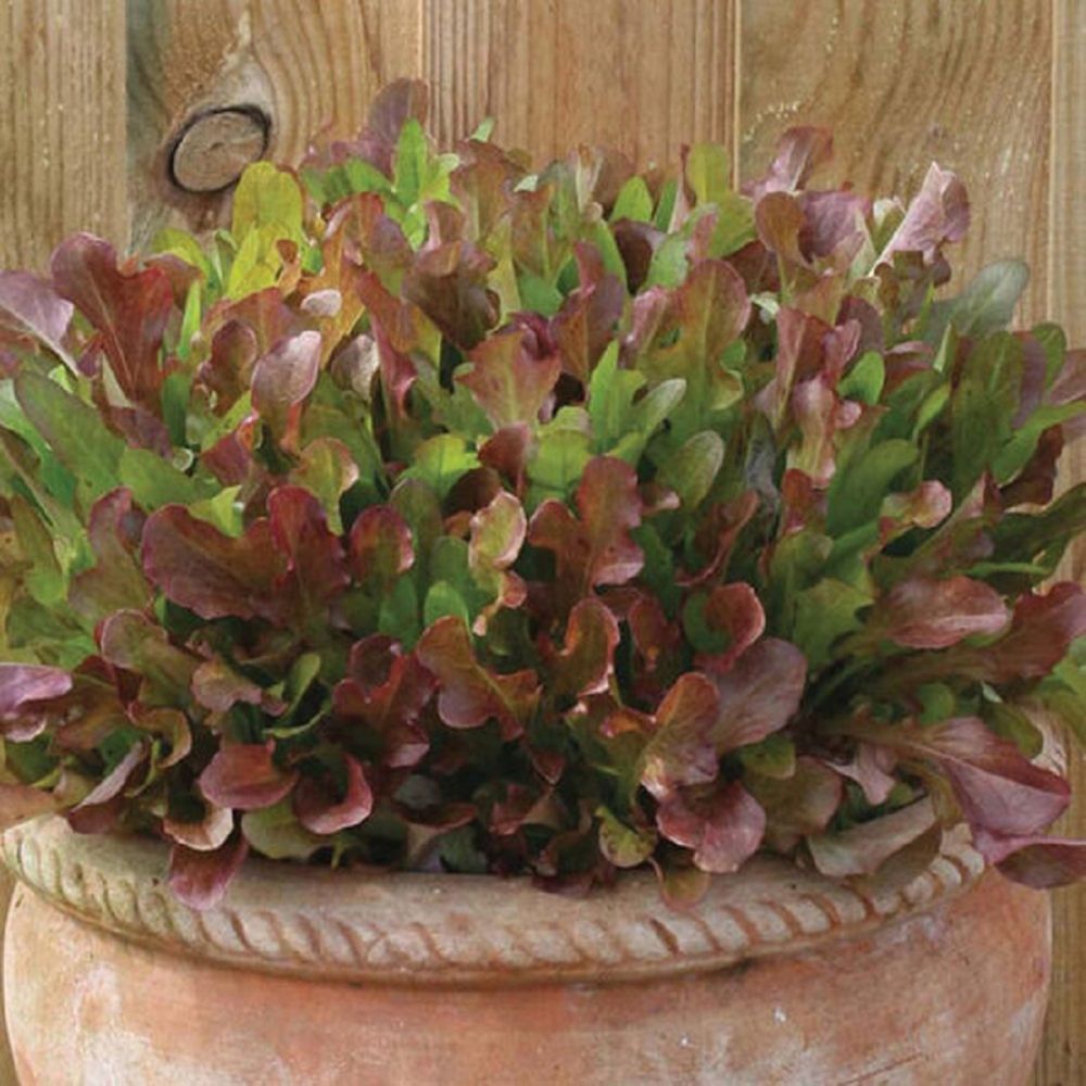 Mixed Lettuce Red Leaves